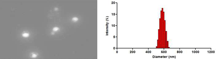 생체적합성 물질인 Glycol chitosan에 미토콘드리아 타겟 유도체를 도입후 약물과의 안정적인 나노입자를 형성한 결과. SEM을 이용한 나노입자 이미징(왼쪽), DLS를 이용한 나노입자의 분석(오른쪽)