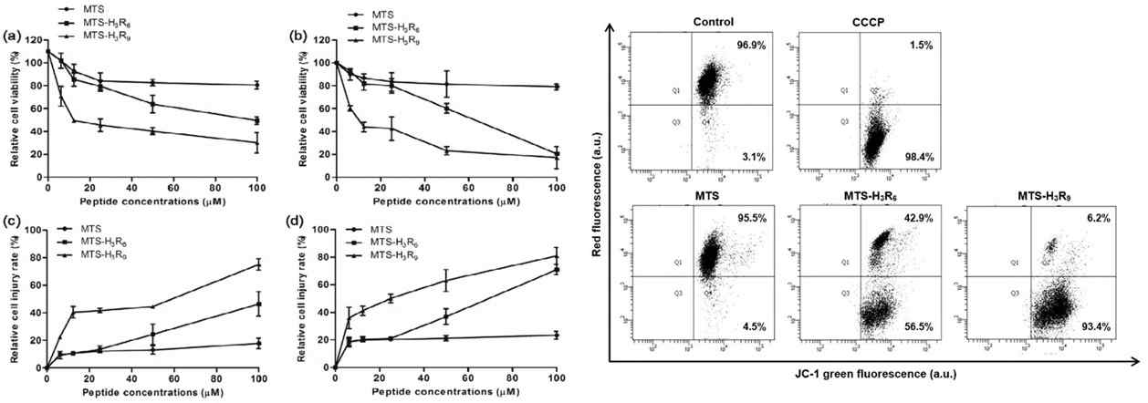 미토콘드리아 표적화 펩타이드의 항암활성과(좌) 미토콘드리아 전위에 미치는 영향(우)