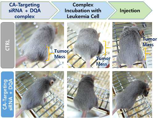 CA-targeting siRNA-DQA에 대한 동물실험