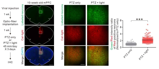PTZ를 이용하여 신경활성을 높이고 빛을 동시에 주었을 때 Cal-Light에 의해 내측전두엽피질 신경세포가 성공적으로 표지됨을 확인함