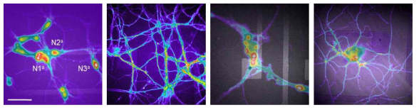 신경세포 표면에 Fura-2 AM 혹은 Voltage-sensitive dye 전처리를 한 뒤 나노선 전극을 통한 세포 내 자극을 가하면, 세포 내로 들어가는 calcium 농도 증가에 따라 depolarization 되는 세포를 분별할 수 있음