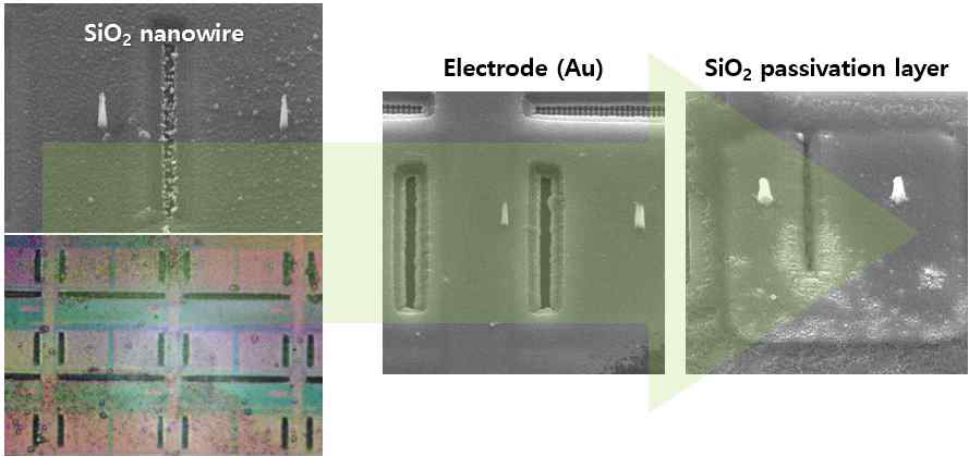 SiO2 나노선 위 3D capacitor로의 응용을 위해 금속층 및 2nd passivation layer 증착 후 나노선 끝부분이 노출된 SEM 이미지