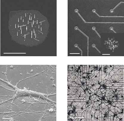 단위 신경세포 인터페이스를 위해 location, diameter, density를 리소그래피 방식 (lithographic method) 으로 조정한 수직형 나노선 전극 어레이