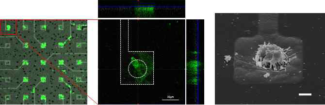 confocal 현미경을 통해 본 나노 전극 위 선택적으로 안착한 ChETA-expressing HEK293T 세포