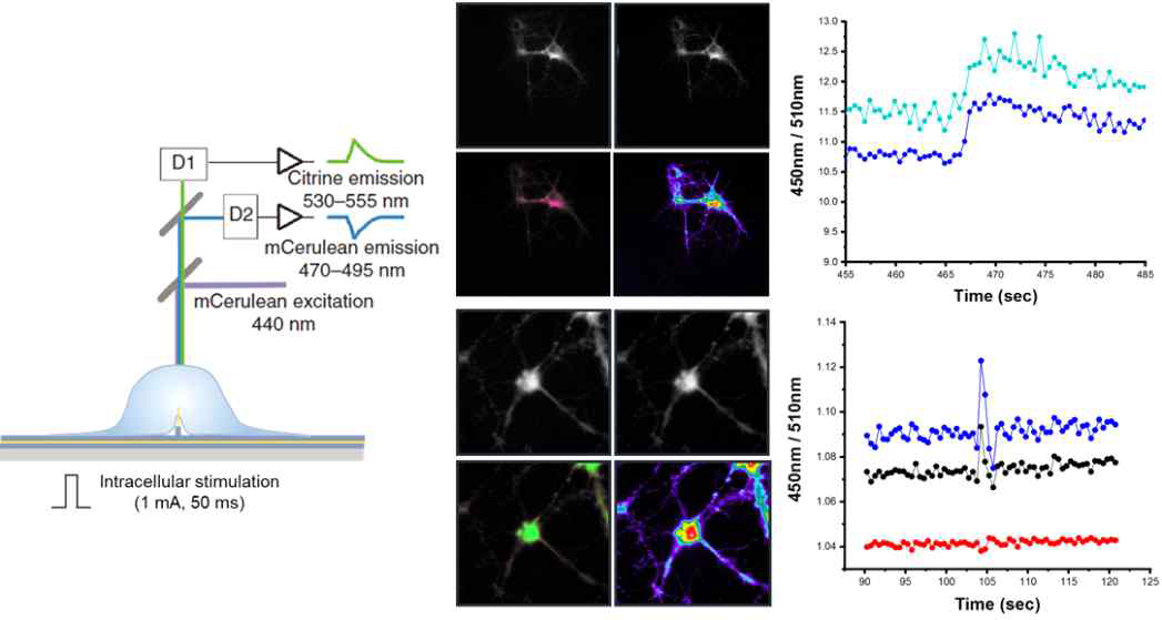 해마 신경 세포를 이용하여 나노선 전극을 통한 세포 내 전기 자극 플랫폼의 효율성 및 분해능을 확인함