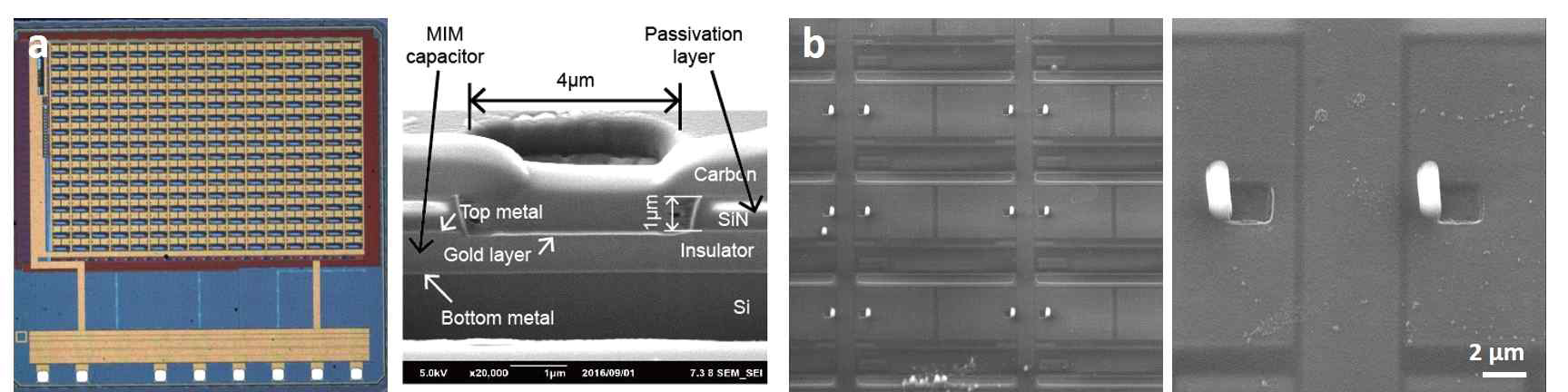 상부 수직형 나노선 전극 어레이 (Top nano-electrodes array) a) 1 mm 크기의 고집적 신경 IC 필름형 소자 이미지 (왼쪽) 및 소자 단면도 (오른족) b) 신경 IC 필름형 소자 위 형성된 수직형 나노선의 전자현미경 이미지