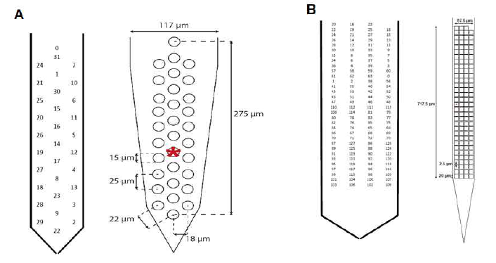 A,B는 각 32, 128 channels Polytrode의 Electrode number 및 구조도