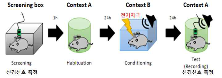 신경세포활동 측정과 공포학습 훈련 절차