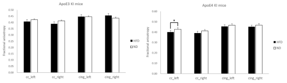 APOE4 KI, 마우스에서 대사증후군 유도에 따라 cingulum에서의 백질의 기능저하 관찰됨