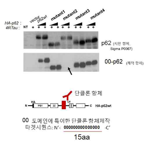 항체제작 전략