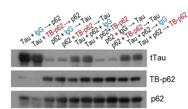 TB-p62항체를 처리하여 p62-타우단백 상호작용 부위를 노출억제 시켰을 때 타우단백의 발현이 증가되는 경향 있음