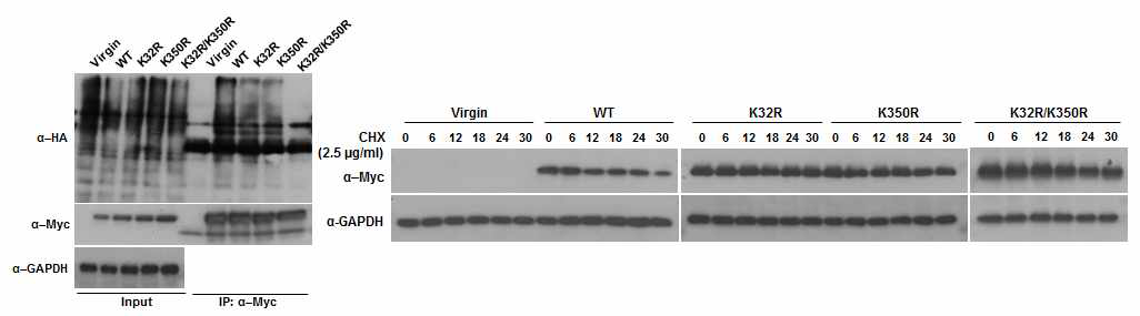 이중돌연변이 제작과 유비퀴틴화 Lys 자리의 검증(왼쪽) 및 ChX처리에 따른 분해도 조사(오른쪽)