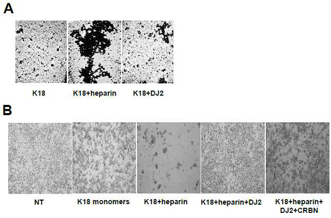 WT과 K18 타우 중합반응의 in vitro aggregation assay와 현미경 분석