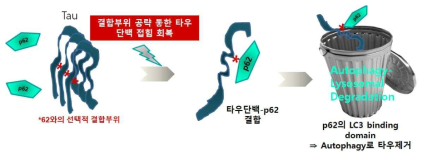 p62의 타우단백에 선택적 결합 가능하게 타우단백 접힘 개선 후 Autophagy-Lysosomal 시스템으로의 이동 후 제거 촉진시키는 전략