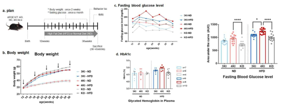 주기적 체중(왼쪽), 혈당(가운데위, 오른쪽), 36주 HbA1C 측정. ApoEe4 유전자형에 따라 고혈당 유도 차이