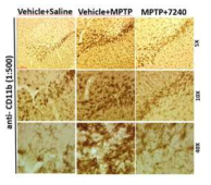 Ewha-7240에 의한 MPTP로 유발된 소교세포로 활성 억제. CD11b로 면역염색된 소교세포의 모양을 관찰한 결과, 7240를 주입한 쥐의 경우, vehicle 주입 쥐에 비해 증가된 활성의 모양을 띄는 소교세포의 수가 현저히 감소함