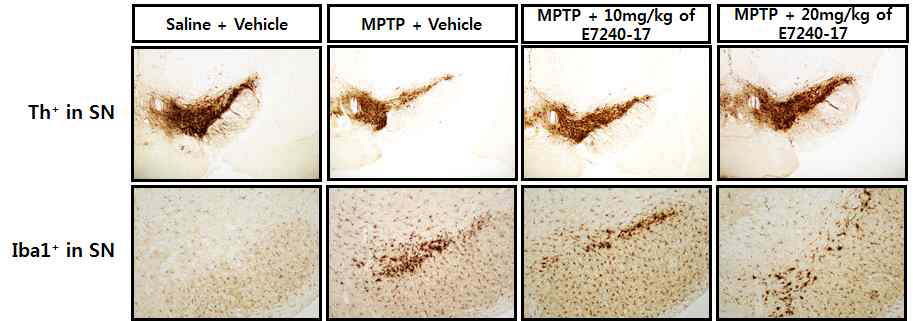 E7240-17에 의한 TH의 발현과 Th+ neuron의 감소억제와 소교세포로 활성 억제