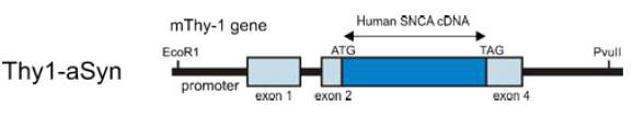 Thy-1-α-Syn (Line 61) 파킨슨병 모델에서 α-synuclein을 과발현 유전자의 형태