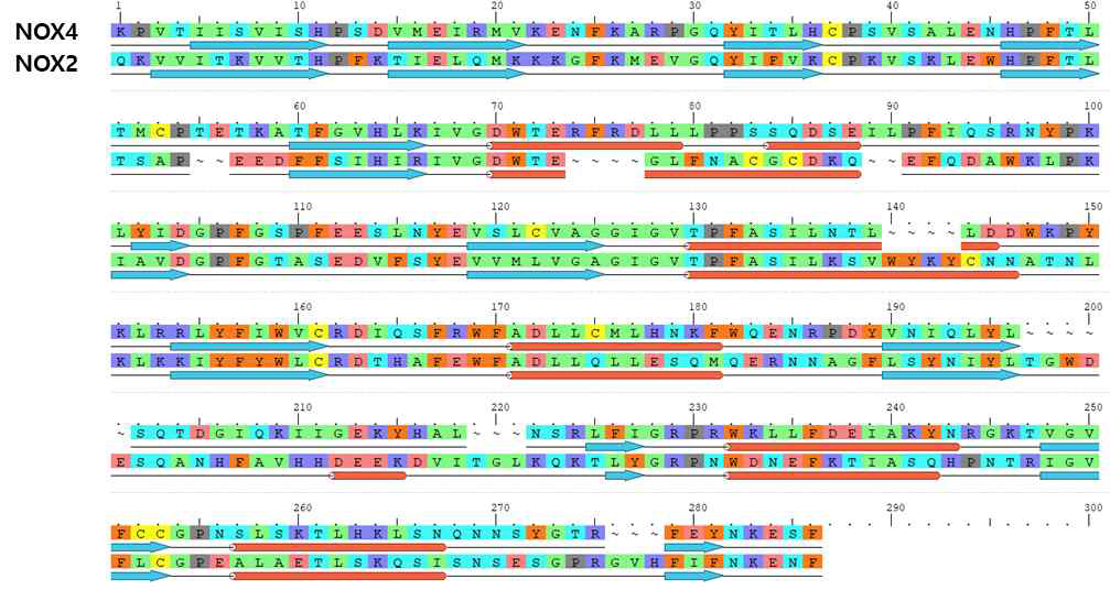 Nox2와 Nox4의 Sequence Analysis – Pairwise alignment