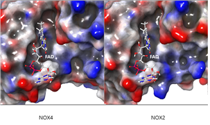 Nox2와 Nox4의 binding site view