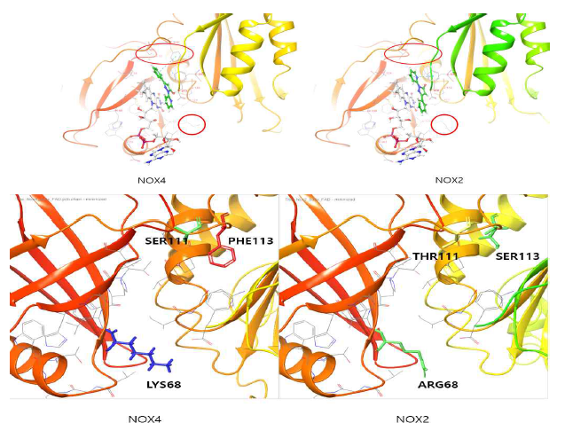 Nox2와 Nox4의 binding site 아미노산 비교