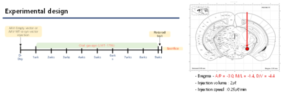 AAV-α-Syn model에서 LMT-1796의 역가 검증 모델