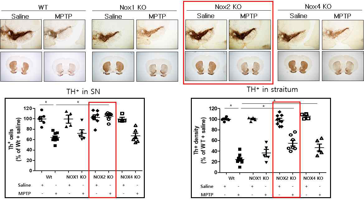 WT, Nox1 KO, Nox2 KO, Nox4 KO mice에서 MPTP에 의한 dopaminergic neuron의 사멸