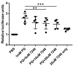 Ewha-7240에 의한 α-synuclein 응집억제. N-, C-terminal로 나뉘어 α-synuclein에 결합된 luciferase를 발현하는 HEK293세포에 Ewha-7240을 다른 용량으로 처리한후 발광정도를 측정하여 α-synuclein의 응집정도를 측정한 결과, Ewha-7240 처리한 세포에서 현저한 α-synuclein응집억제 효과를 관찰. ** p < 0.05, *** p< 0.01