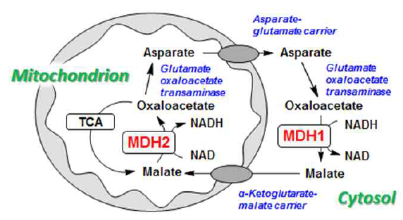 Malate-aspartate shuttle
