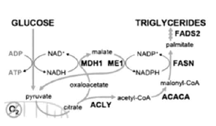 MDH1의 지방산 합성 관련성