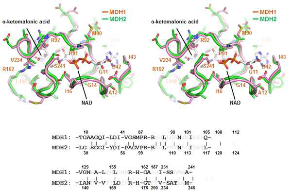 MDH1과 MDH2의 NADH binding siteㅇ와 NADH 결합