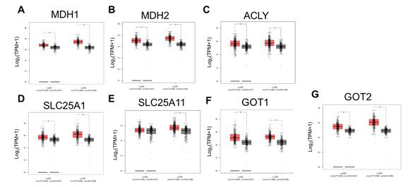 비소세포성 폐암 조직에서 정상 조직 대비 MAS 유전자 발현의 증가. A. MDH1, B. MDH2, C. ACLY, D. SLC25A1, E. SLC25A11, F. GOT1, G. GOT2. LUAD: Lung adenocarcinoma, LUSC: Lung squamous cell carcinoma