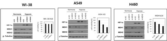 정상 및 암세포주 MDH1, MDH2 knockdown 영향 조사