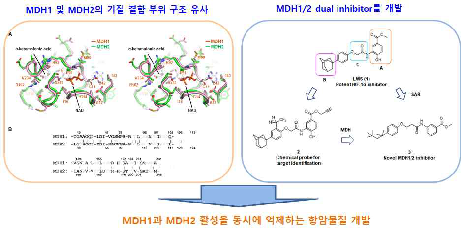 MDH1/ 2 이중 억제제 개발 전략