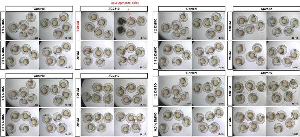 zebrafish egg를 활용한 약물 독성평가 예시