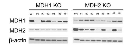 MDH1, MDH2 KO 세포주 단백질 발현 분석 결과