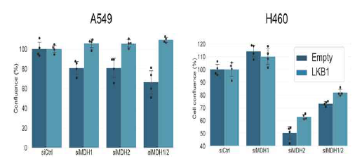 LKB1-돌연변이 폐암 세포주의 MDH1/2 저해에 의한 성장 억제 (siRNA 40 nM)