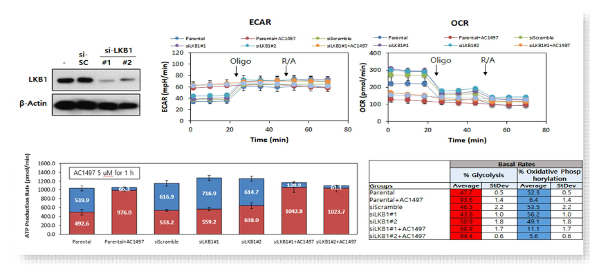 LKB1과 AC1497에 의한 ATP 생산 억제 관련성