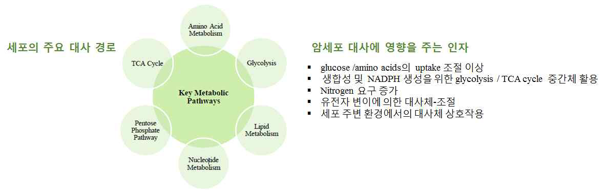 암대사 관련 주요 대사 경로