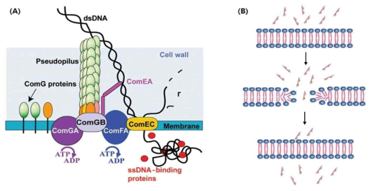 B. subtilis의 형질전환 기작. (A) natural competence 모식도 (http://2014.igem.org/Team:Calgary/Project/BsDetector/BsChassis). competence와 관련된 Com regulon을 이용하여 세포 밖에 존재하는 DNA를 세포 내로 도입시킴. (B) electroporation 모식도 (Du, et al. 2018). 순간적인 전기 충격을 통해 세포막의 투과성을 변화시켜 외부 DNA를 도입시킴