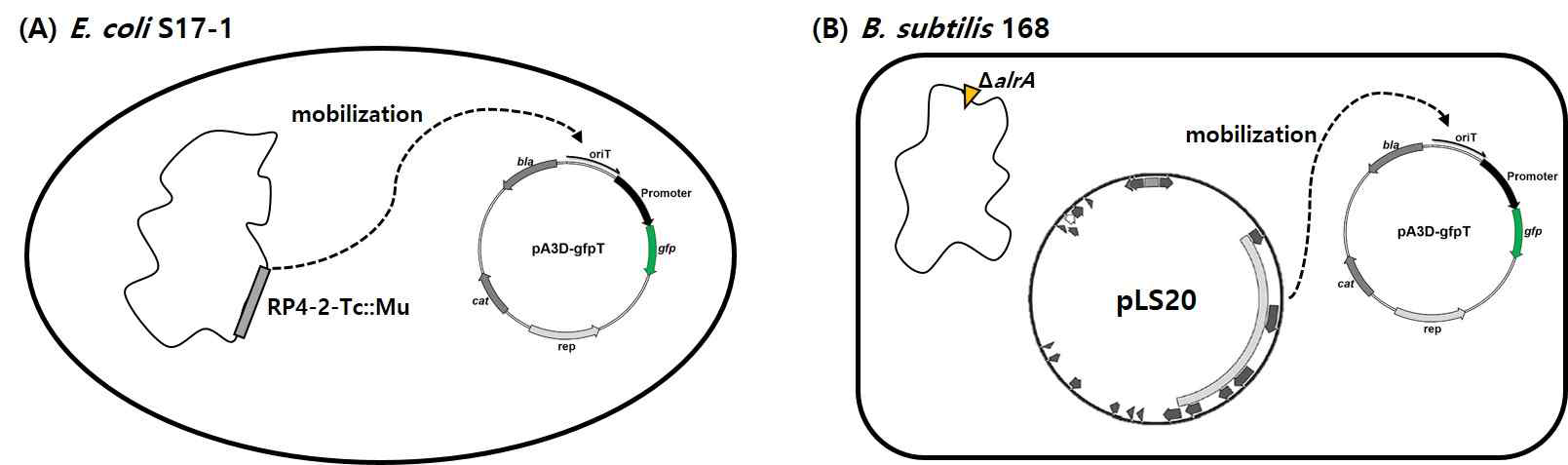 (A) EBC donor cell 모식도. 염색체 내로 삽입시킨 플라스미드 RP4의 conjugative machinery 도움을 받아 원하는 플라스미드를 recipient cell로 도입시킴. (B) BBC donor cell 모식도. 플라스미드 pLS20의 conjugative machinery 도움을 받아 원하는 플라스미드를 recipient cell로 도입시킴
