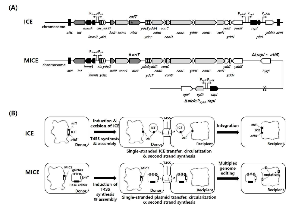 MICE 시스템 모식도. (A) ICE와 MICE의 유전적 인자 비교. (B) ICE와 MICE의 DNA 전달 기작