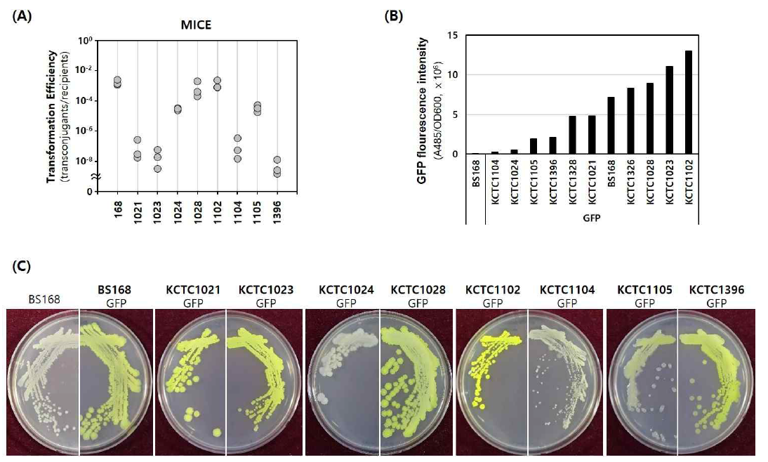(A) MICE 형질전환 효율 확인 및 (B, C) 야생형 B. subtilis 균주들의 GFP 활성 비교