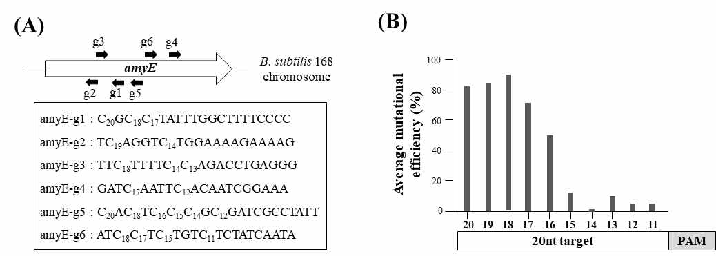 CBE4의 editing window 확인 (A) 편집 범위 확인을 위해 선정된 6개의 gRNA의 위치 및 서열 (B) 각 시토신 위치에서의 평균 돌연변이 효율