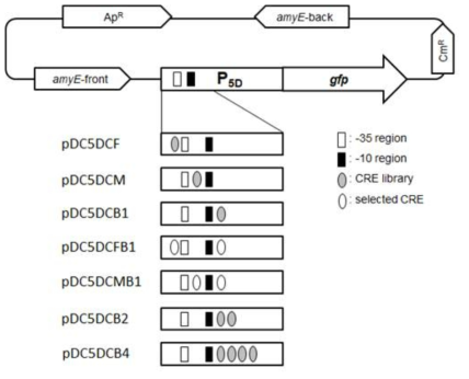 cry3Aa 프로모터 변이체, CRE 공통염기서열, gfp 유전자를 포함한 플라스미드 도식