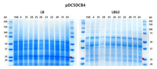 단백질 전기영동으로 pDC5DCB4 라이브러리 중 상위 10개 균주의 GFP 발현량 확인. LBG2는 포도당이 2% 첨가된 배지를 의미함