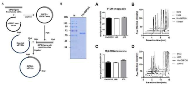 S. lycopersicum G6PDH 유전자의 클로닝, 대장균에서의 발현 및 NADPH-P450 효소활성에 대한 G6PDH의 효과