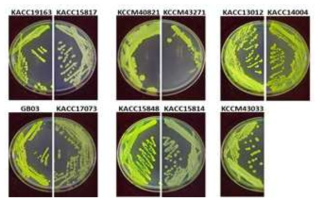 GFP production showing the tranformation in B. velezensis strains