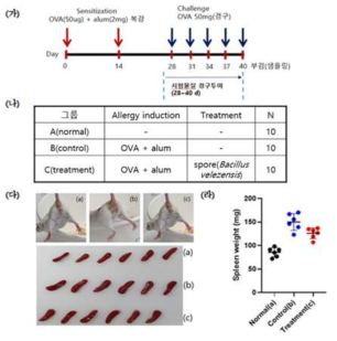 Anti-allergy effect in OVA induced mouse model of spore and other anti-allergy components