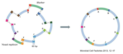 효모의 in vivo assembly 모식도